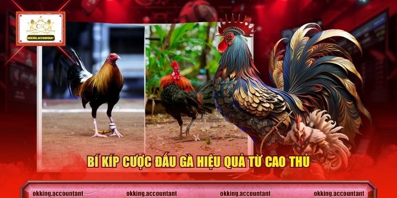 Bí kíp cược đấu gà hiệu quả từ cao thủ