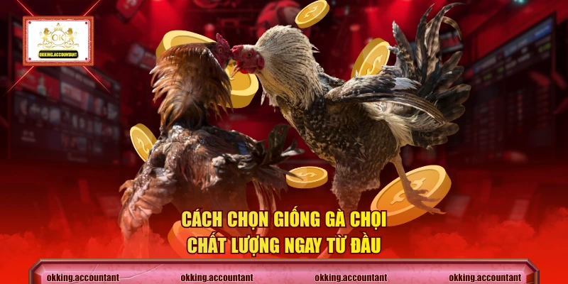 Cách chọn giống gà chọi chất lượng ngay từ đầu