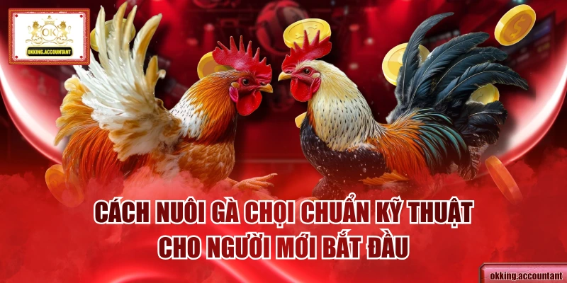 Cách Nuôi Gà Chọi Chuẩn Kỹ Thuật Cho Người Mới Bắt Đầu