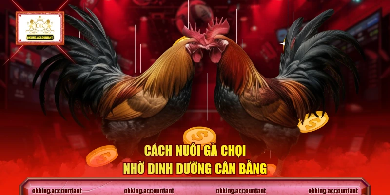 Cách nuôi gà chọi nhờ dinh dưỡng cân bằng