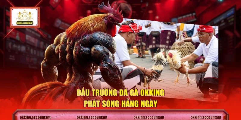 Đấu trường đá gà OKKING phát sóng hằng ngày