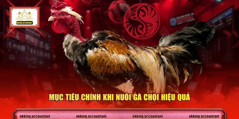 Mục tiêu chính khi nuôi gà chọi hiệu quả