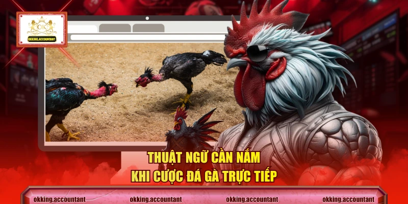 Thuật ngữ cần nắm khi cược đá gà trực tiếp