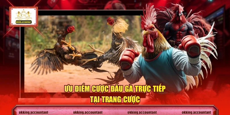 Ưu điểm cược đấu gà trực tiếp tại trang cược